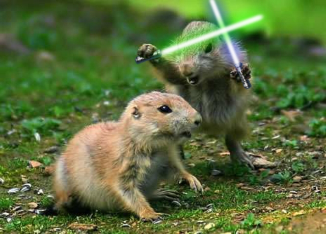 When-Animals-Attack-With-Lightsabers